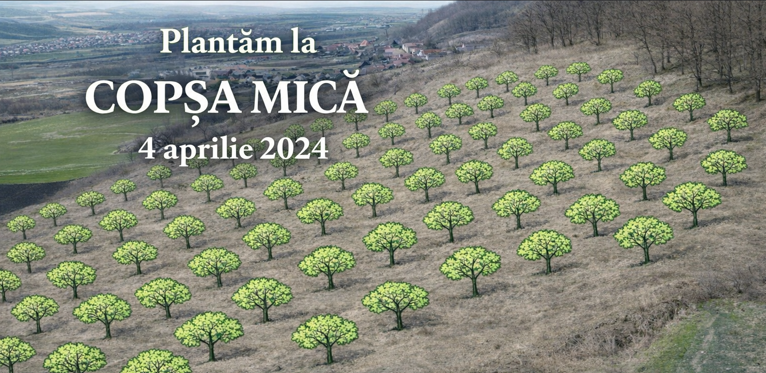 Plantăm la Copșa Mică